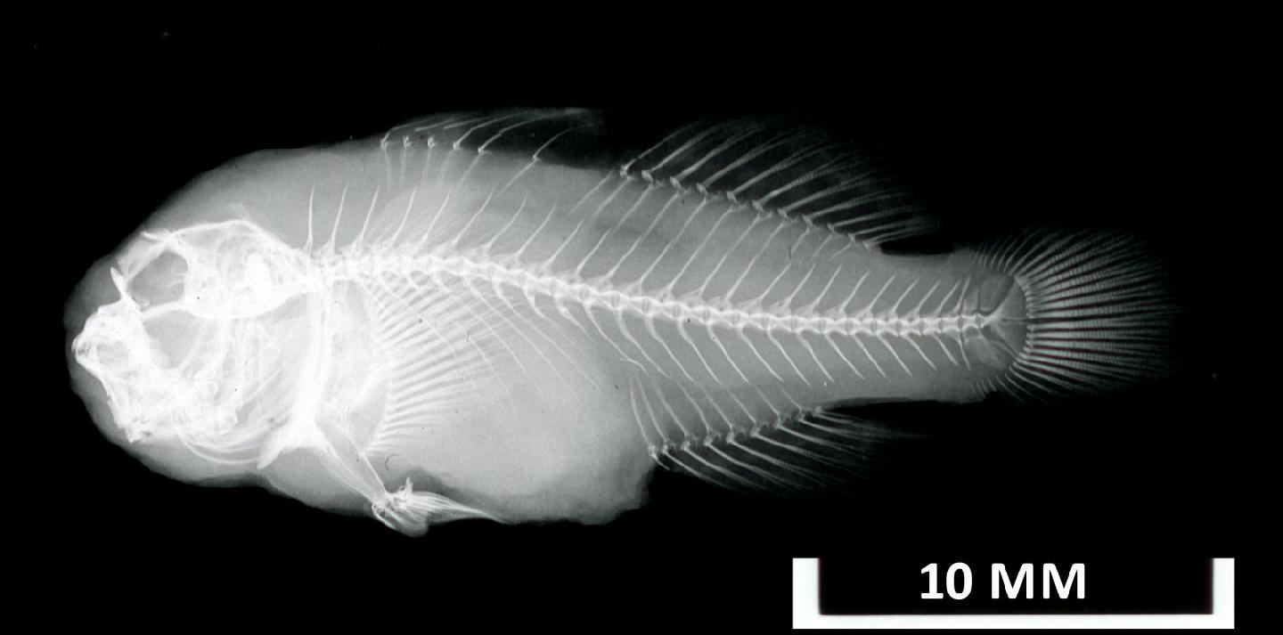 ภาพ ปลาบู่ปะการังดำ (Gobiodon ater)