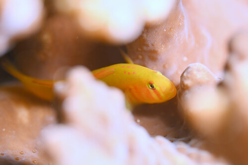 ภาพ ปลาบู่ปะการังปะการังบู่ (Gobiodon atrangulatus)