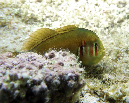ภาพ ปลาบู่ปะการังแดงลายเส้นปะการัง (Gobiodon axillaris)