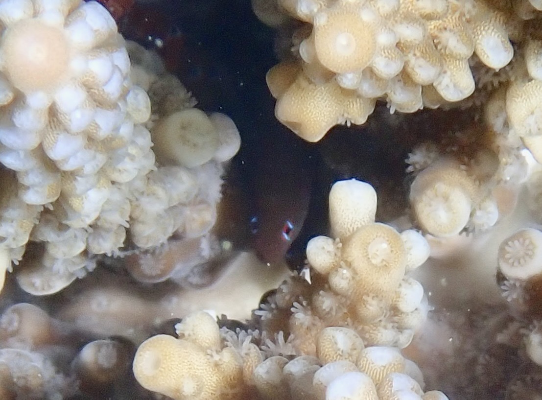 ภาพ ปลาบู่ปะการังสองลายเส้น (Gobiodon bilineatus)
