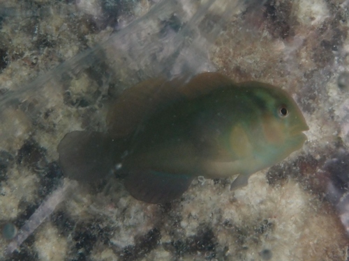 ภาพ ปลาบู่ปะการัง brochus (Gobiodon brochus)