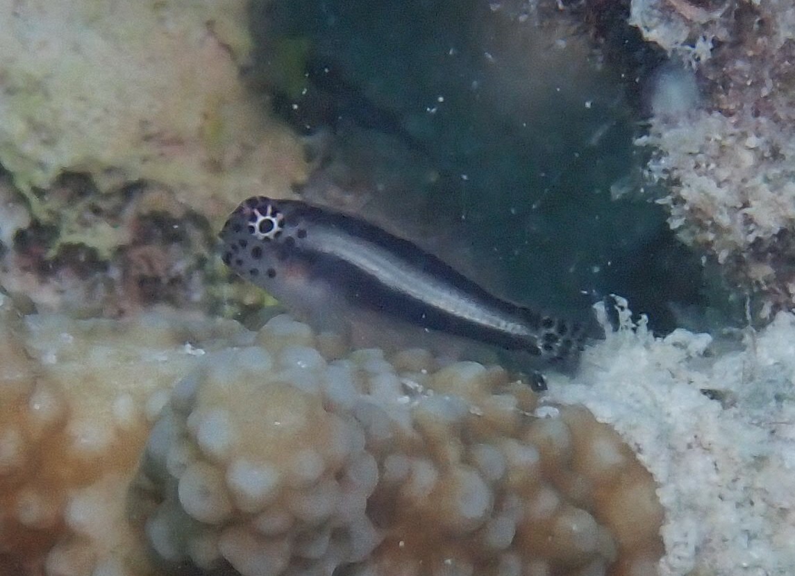 ภาพ ปลาบู่ปะการังปะการังบู่ (Gobiodon ceramensis)