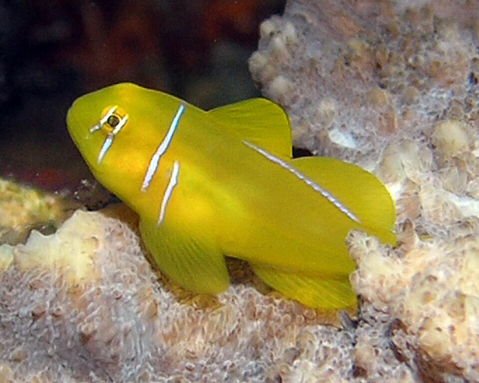ภาพ ปลาบู่ปะการังปะการังบู่ (Gobiodon citrinus)