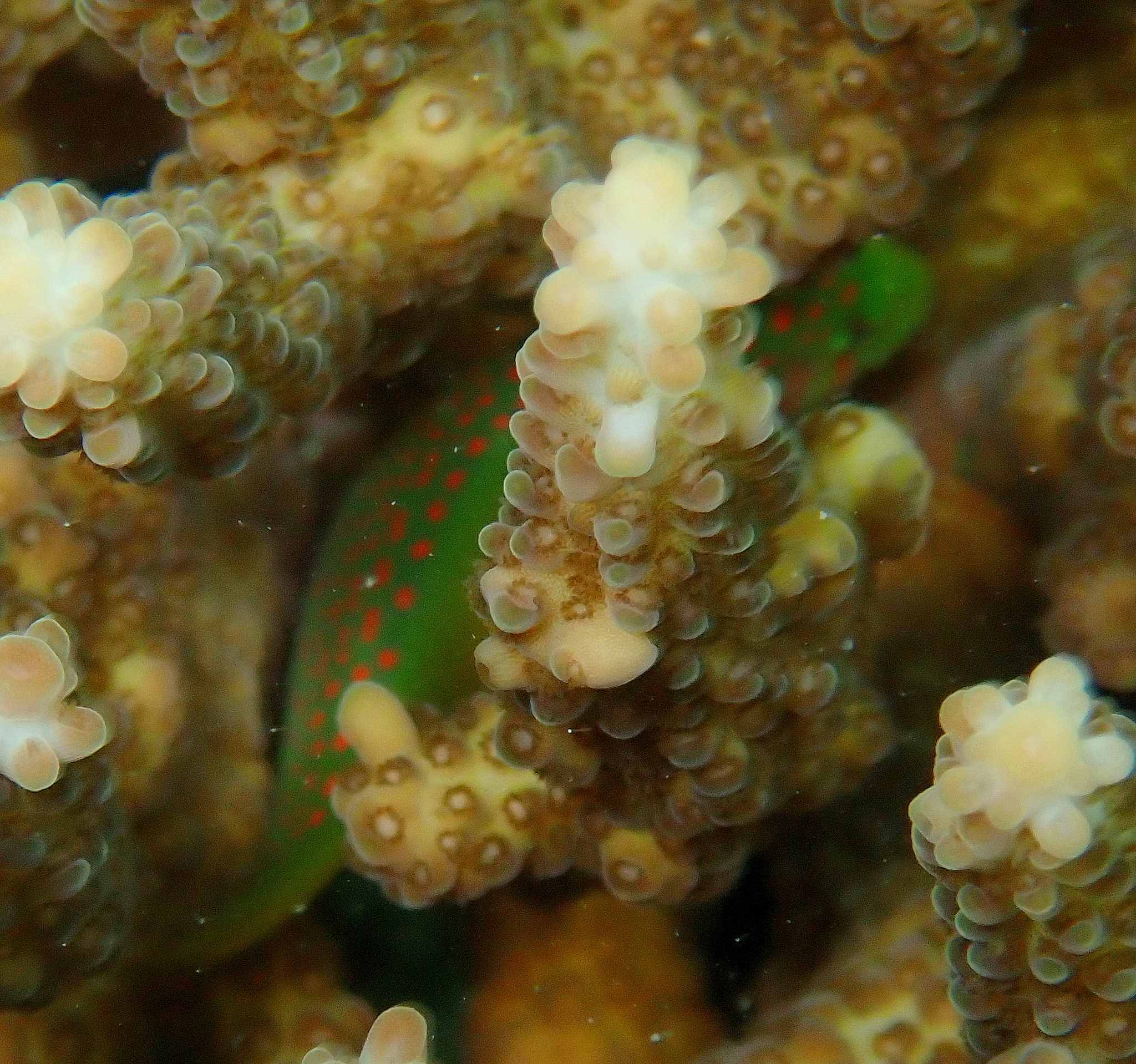ภาพ ปลาบู่ปะการังน้ำเงินลายจุดปะการัง (Gobiodon erythrospilus)