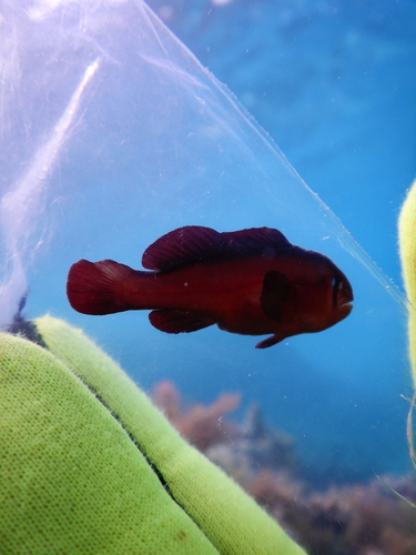 ภาพ ปลาบู่ปะการังปะการังบู่ (Gobiodon fulvus)