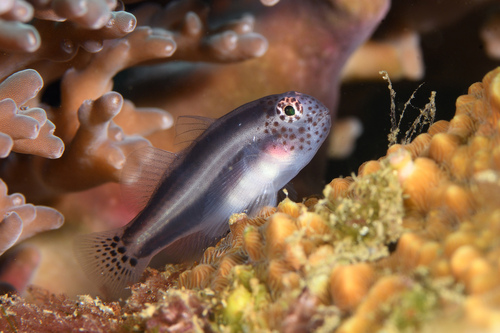 ภาพ ปลาบู่ปะการัง heterospilos (Gobiodon heterospilos)