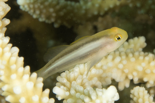 ภาพ ปลาบู่ปะการัง howsoni (Gobiodon howsoni)