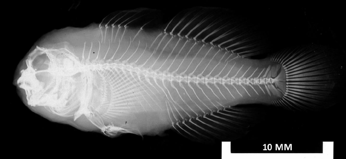 ภาพ ปลาบู่ปะการังปะการังบู่ (Gobiodon irregularis)