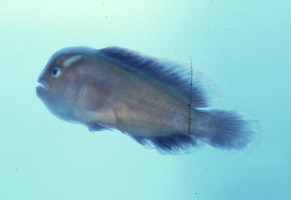ภาพ ปลาบู่ปะการัง micropus (Gobiodon micropus)