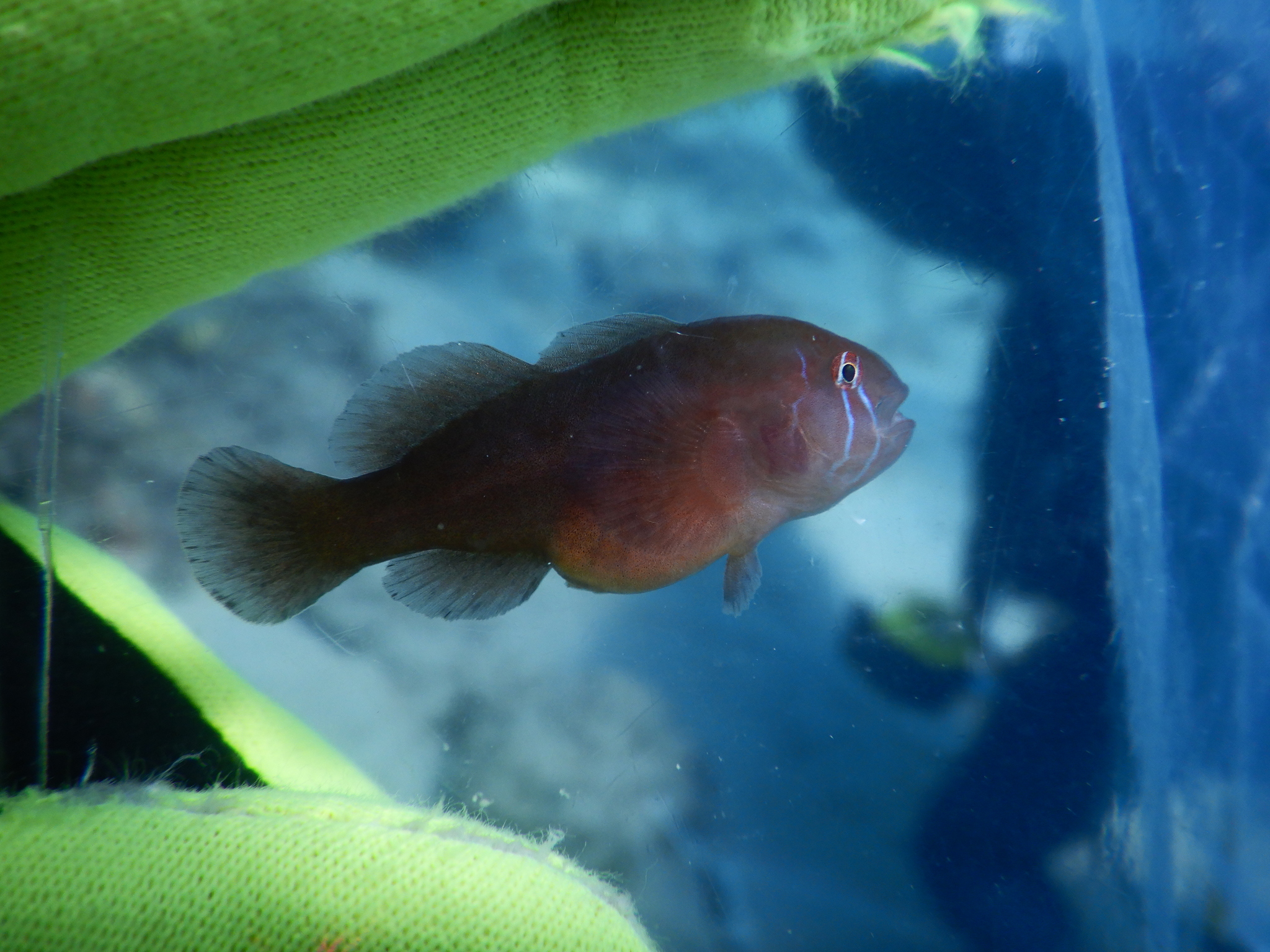 ภาพ ปลาบู่ปะการังปะการังบู่ (Gobiodon oculolineatus)