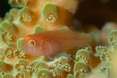 ภาพ ปลาบู่ปะการัง prolixus (Gobiodon prolixus)
