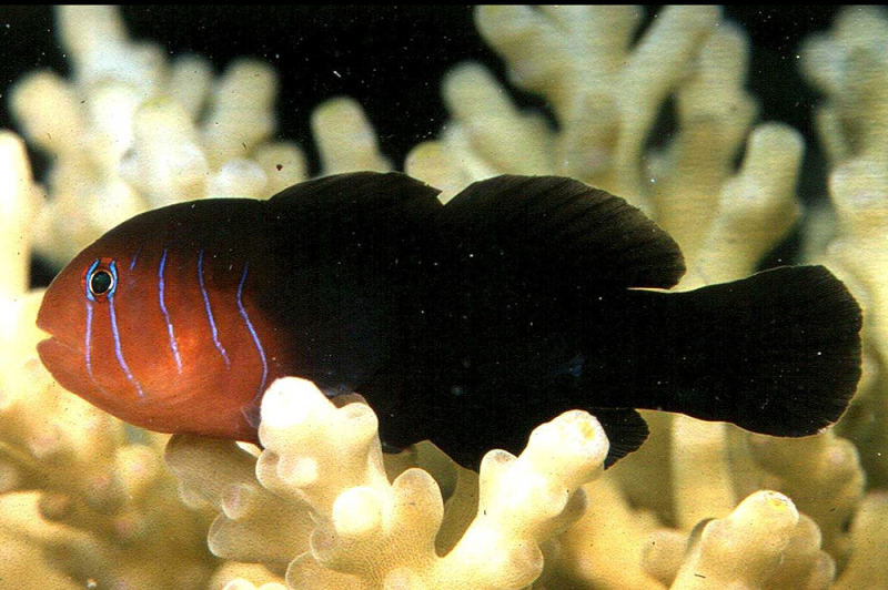 ภาพ ปลาบู่ปะการังห้า (Gobiodon quinquestrigatus)