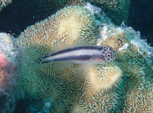 ภาพ ปลาบู่ปะการังขาวลายเส้นปะการัง (Gobiodon spilophthalmus)
