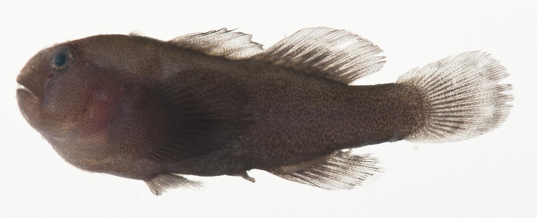 ภาพ ปลาบู่ปะการัง unicolor (Gobiodon unicolor)
