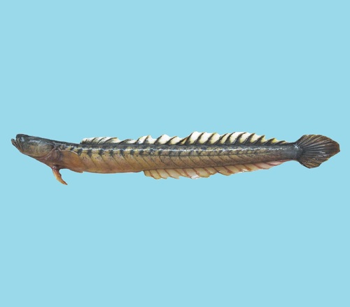 ภาพ ปลาบู่ peruanus (Gobioides peruanus)