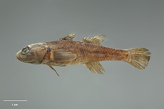 ภาพ ปลา alpinus (Gobiomorphus alpinus)
