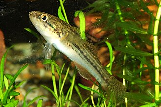 ภาพ ปลา australis (Gobiomorphus australis)