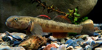 ภาพ ปลา basalis (Gobiomorphus basalis)