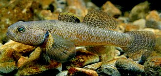 ภาพ ปลา breviceps (Gobiomorphus breviceps)