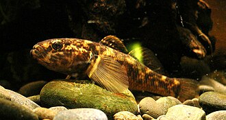 ภาพ ปลา cotidianus (Gobiomorphus cotidianus)