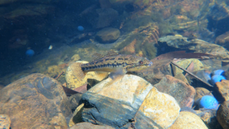 ภาพ ปลา coxii (Gobiomorphus coxii)