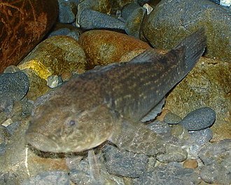 ภาพ ปลา gobioides (Gobiomorphus gobioides)