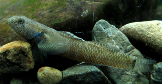 ภาพ ปลา hubbsi (Gobiomorphus hubbsi)