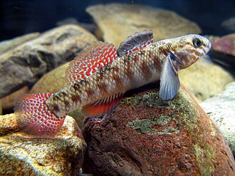 ภาพ ปลา huttoni (Gobiomorphus huttoni)