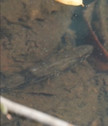 ภาพ ปลา dormitor (Gobiomorus dormitor)
