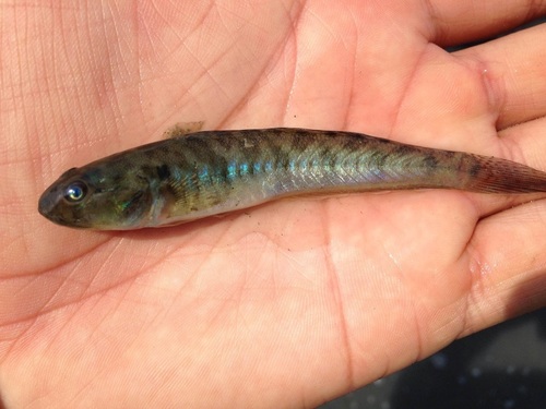 ภาพ ปลาบู่บู่ (Gobionellus microdon)