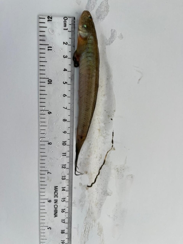 ภาพ ปลาบู่บู่ (Gobionellus occidentalis)