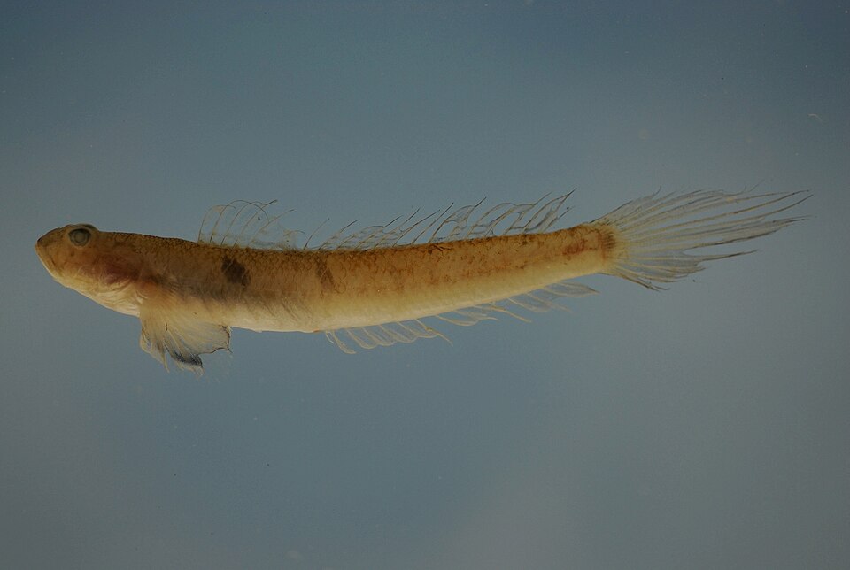 ภาพ ปลาบู่บู่ (Gobionellus oceanicus)