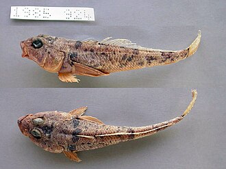 ภาพ ปลา marionensis (Gobionotothen marionensis)