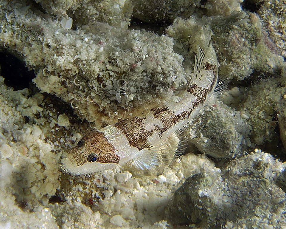 ภาพ ปลาบู่ arenaria (Gobiopsis arenaria)