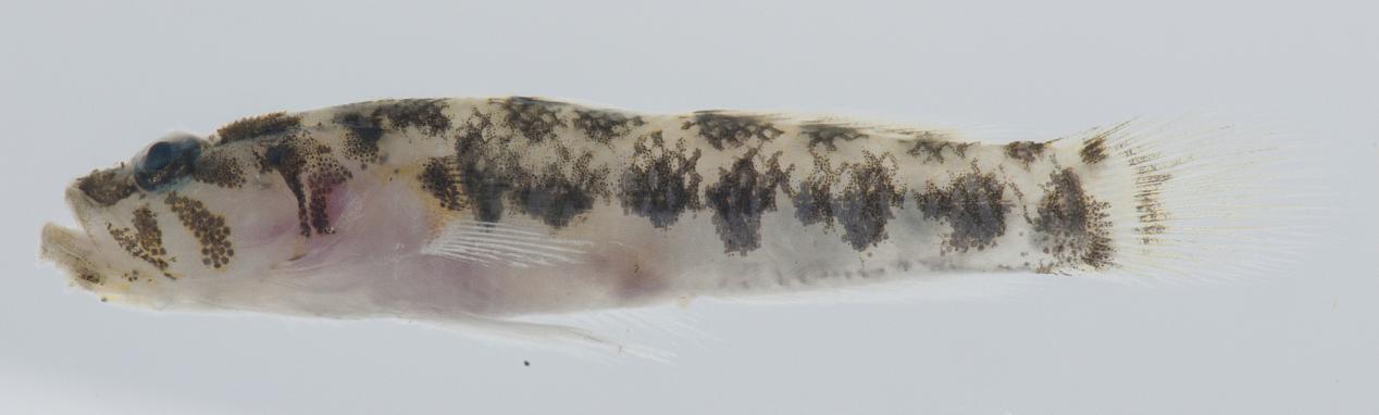 ภาพ ปลาบู่ exigua (Gobiopsis exigua)