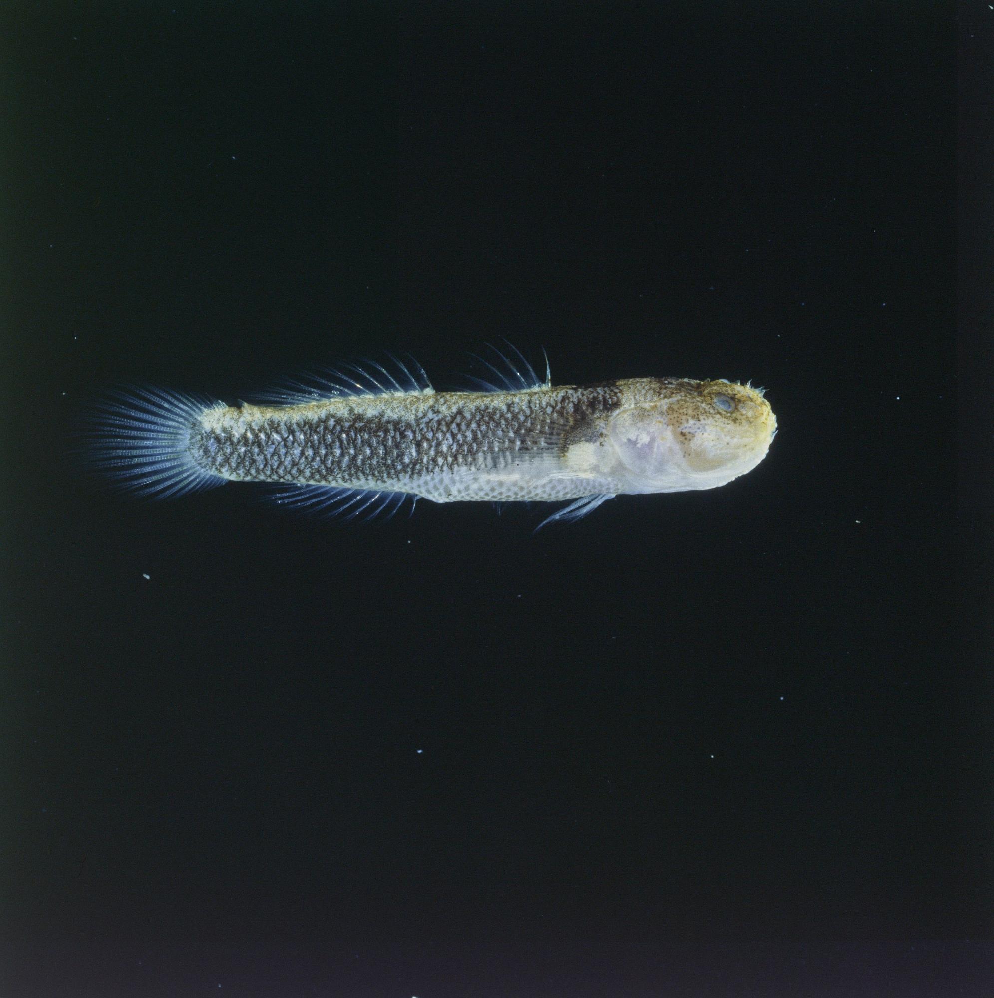 ภาพ ปลาบู่ลายเส้น (Gobiopsis malekulae)