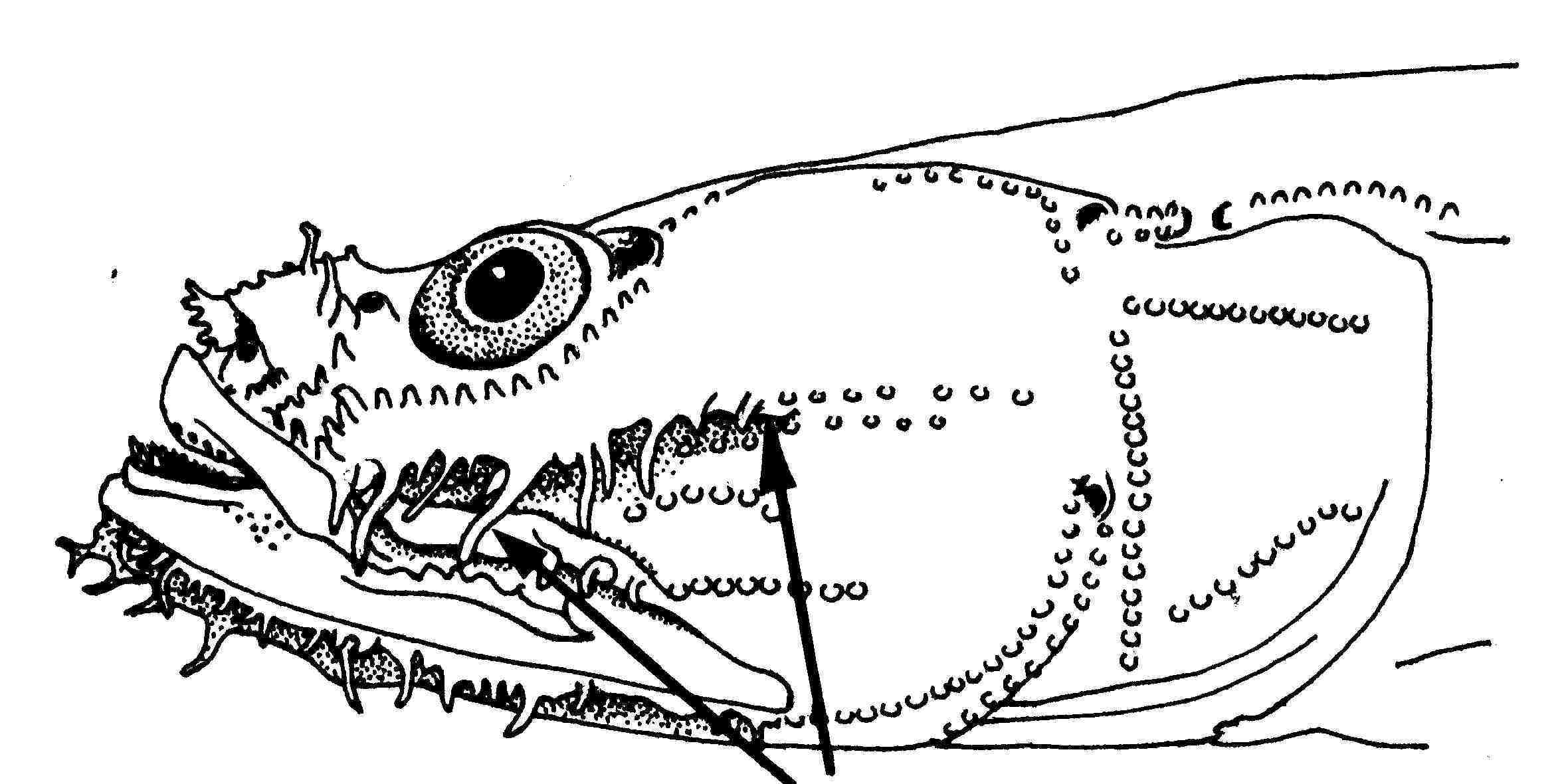 ภาพ ปลาบู่บู่ (Gobiopsis pinto)