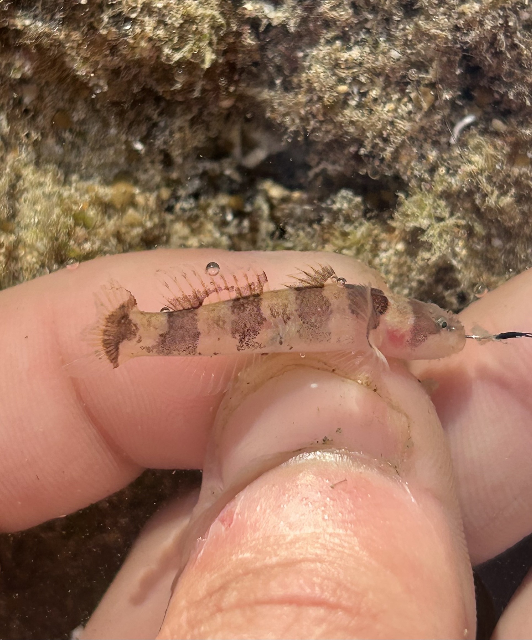 ภาพ ปลาบู่ quinquecincta (Gobiopsis quinquecincta)