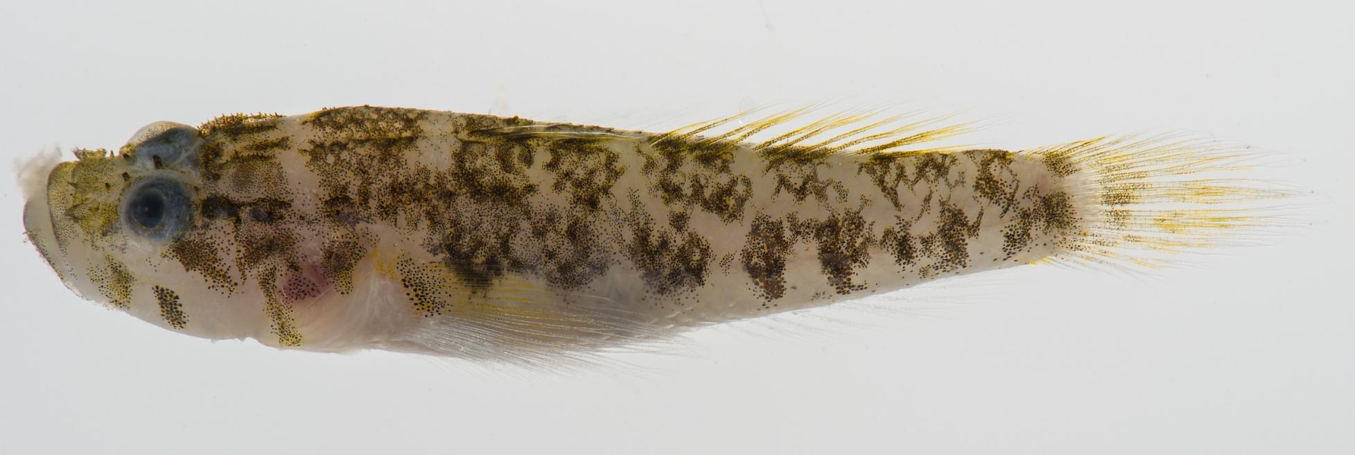 ภาพ ปลาบู่ springeri (Gobiopsis springeri)