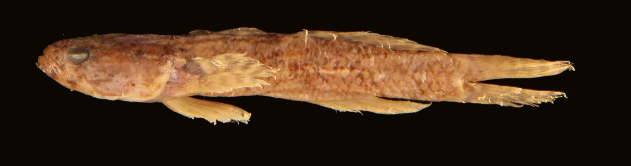 ภาพ ปลาบู่ woodsi (Gobiopsis woodsi)