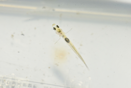 ภาพ ปลาบู่บู่ (Gobiopterus lacustris)