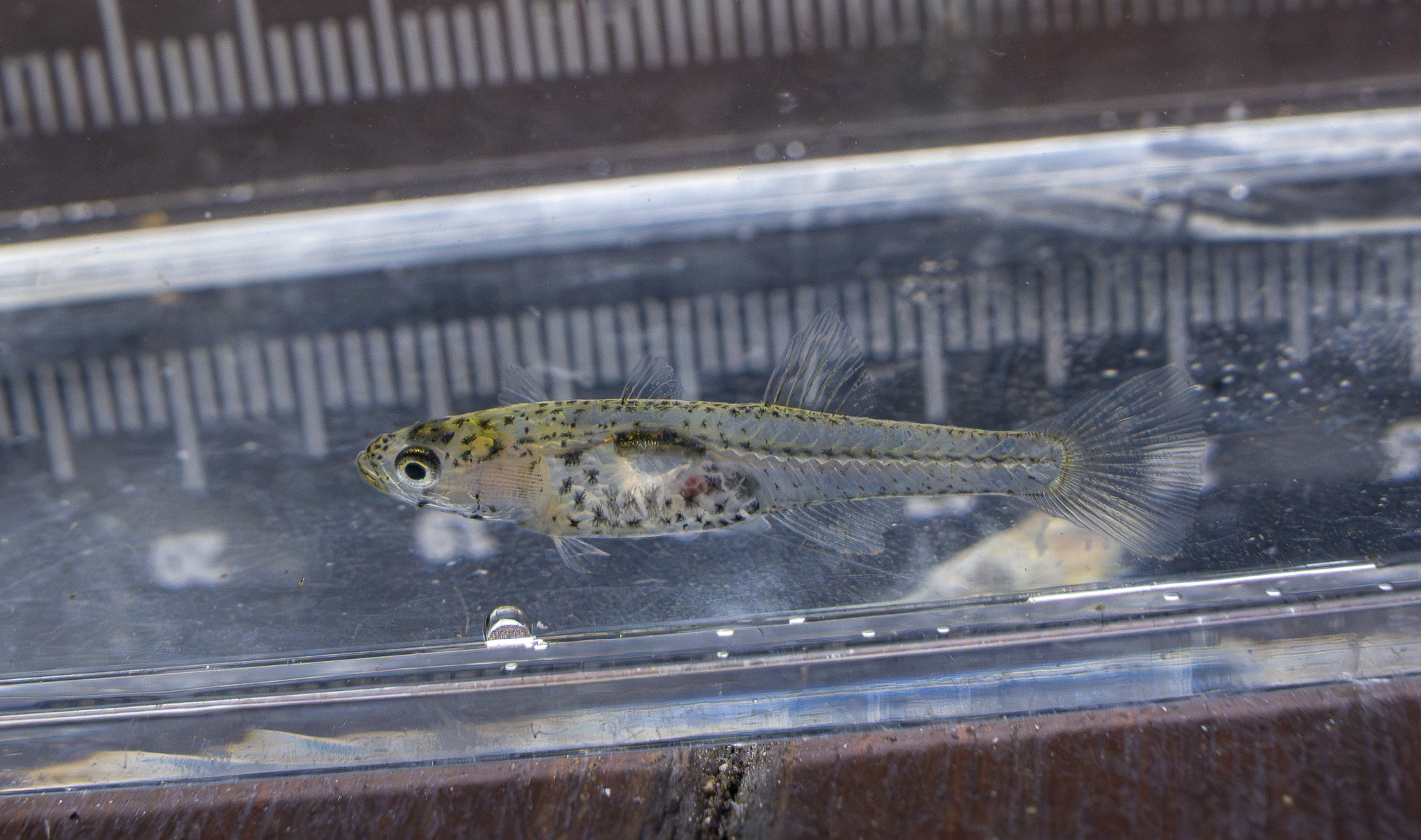 ภาพ ปลาบู่ macrolepis (Gobiopterus macrolepis)