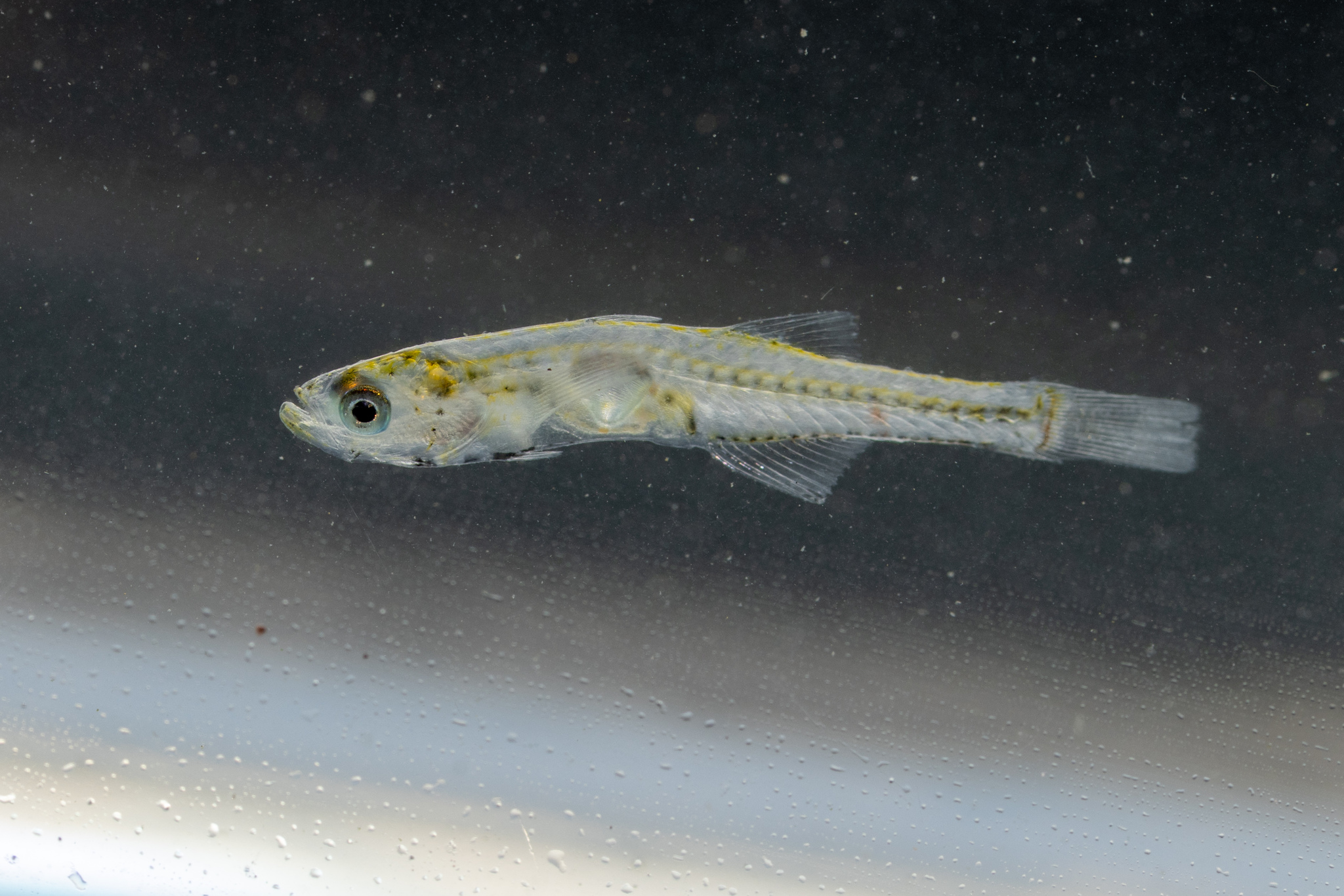 ภาพ ปลาบู่บู่ (Gobiopterus semivestitus)