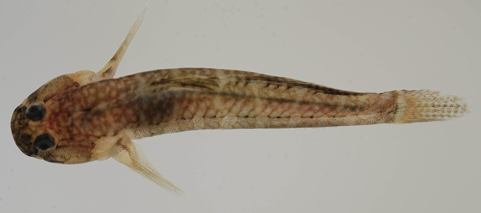 ภาพ ปลาบู่บู่ (Gobiosoma ginsburgi)