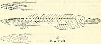 ภาพ ปลา radiocularis (Gobitrichinotus radiocularis)