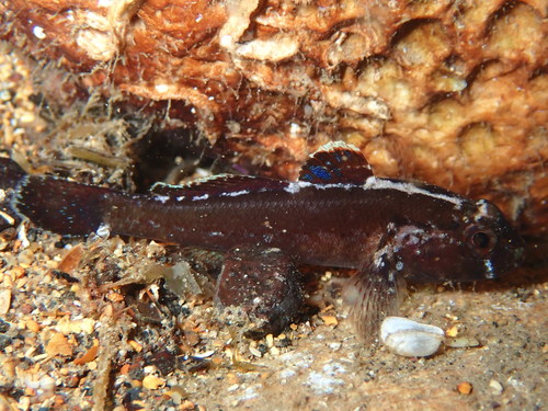 ภาพ ปลาบู่บู่ (Gobius ater)