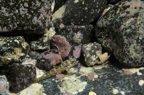 ภาพ ปลาบู่ ateriformis (Gobius ateriformis)