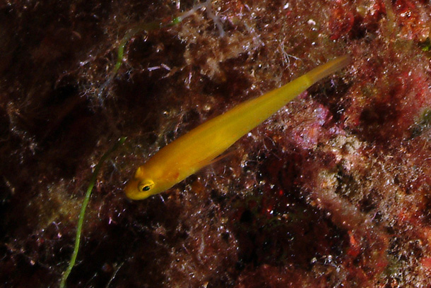 ภาพ ปลาบู่ทองบู่ (Gobius auratus)