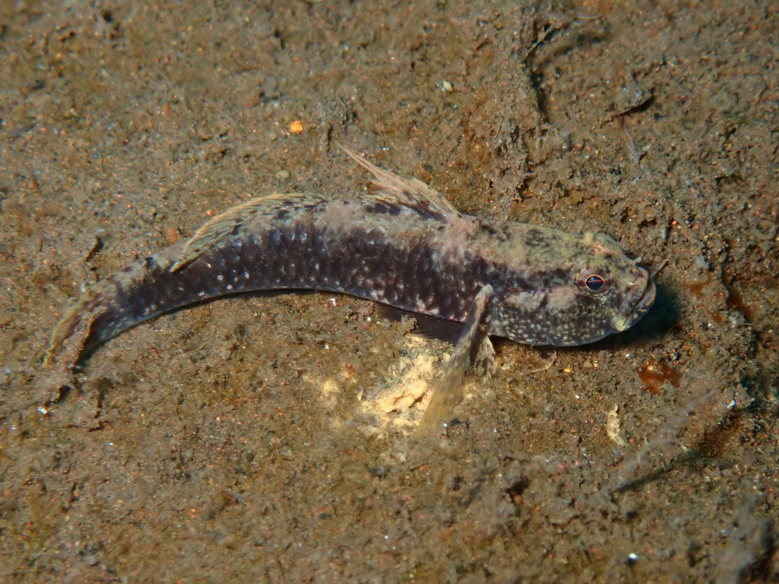 ภาพ ปลาบู่กุ้งบู่ (Gobius bontii)