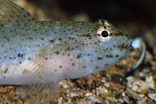 ภาพ ปลาบู่บู่ (Gobius bucchichi)